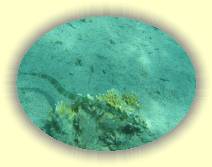 IMG_2007_05_25 16_19_36 * 2272 x 1704 * (714KB)